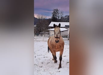 Noriker Mix, Wallach, 13 Jahre, 165 cm