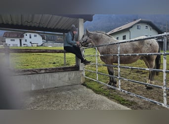 Noriker Mix, Wallach, 13 Jahre, 165 cm