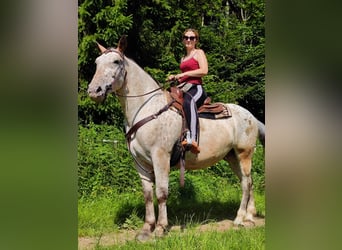 Noriker Mix, Wallach, 13 Jahre, 165 cm