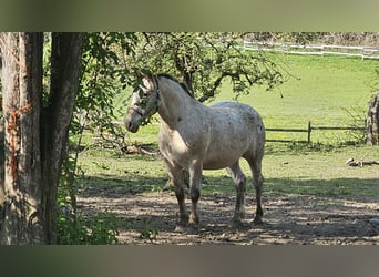 Noriker Mix, Wallach, 13 Jahre, 165 cm