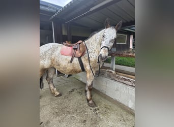 Noriker Mix, Wallach, 13 Jahre, 165 cm