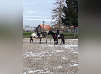 Noriker, Wallach, 13 Jahre, 165 cm, Tigerschecke