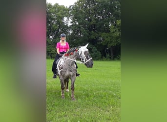 Noriker, Wallach, 13 Jahre, 165 cm, Tigerschecke