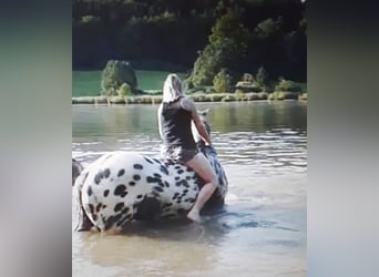 Noriker, Wallach, 13 Jahre, 165 cm, Tigerschecke