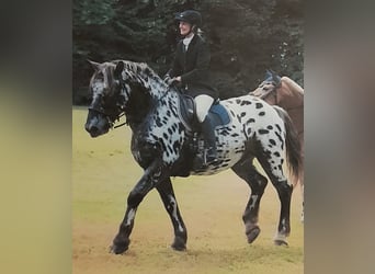 Noriker, Wallach, 13 Jahre, 165 cm, Tigerschecke