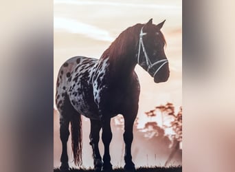 Noriker, Wallach, 13 Jahre, 165 cm, Tigerschecke