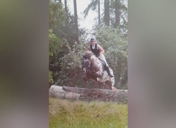 Noriker, Wallach, 13 Jahre, 165 cm, Tigerschecke