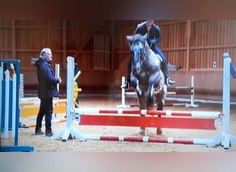 Noriker, Wallach, 13 Jahre, 165 cm, Tigerschecke