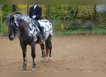 Noriker, Wallach, 13 Jahre, 165 cm, Tigerschecke