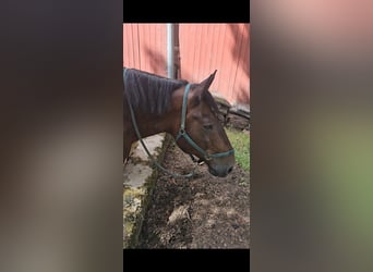 Noriker, Wallach, 14 Jahre, 175 cm, Brauner