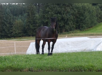 Noriker Mix, Wallach, 15 Jahre, 165 cm, Schwarzbrauner