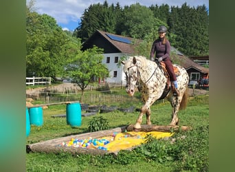 Noriker, Wallach, 15 Jahre, 167 cm, Tigerschecke