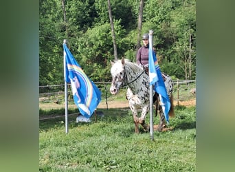 Noriker, Wallach, 15 Jahre, 167 cm, Tigerschecke