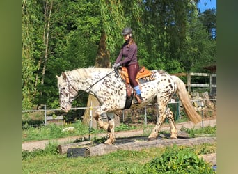 Noriker, Wallach, 15 Jahre, 167 cm, Tigerschecke