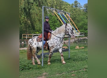 Noriker, Wallach, 15 Jahre, 167 cm, Tigerschecke