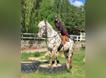 Noriker, Wallach, 15 Jahre, 167 cm, Tigerschecke