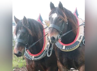 Noriker, Wallach, 15 Jahre, Brauner