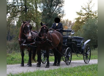 Noriker, Wallach, 16 Jahre, 170 cm, Dunkelbrauner