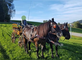 Noriker, Wallach, 16 Jahre, 170 cm, Dunkelbrauner