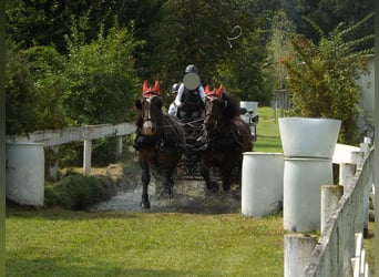 Noriker, Wallach, 16 Jahre, 170 cm, Dunkelbrauner