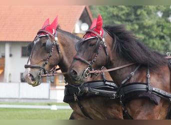 Noriker, Wallach, 17 Jahre, 170 cm, Dunkelbrauner