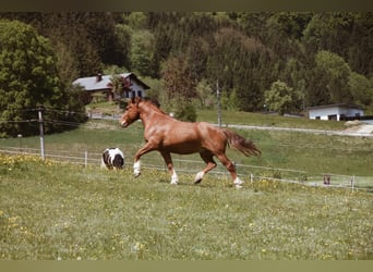 Noriker Mix, Wallach, 19 Jahre, 156 cm, Fuchs