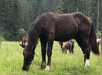 Noriker, Wallach, 1 Jahr, 140 cm, Rappe