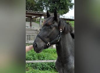 Noriker, Wallach, 1 Jahr, 150 cm, Blauschimmel