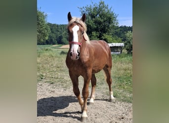 Noriker, Wallach, 1 Jahr, 156 cm