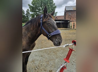 Noriker, Wallach, 1 Jahr, 160 cm, Rappe