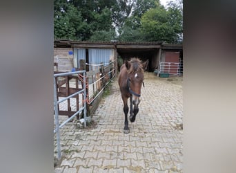 Noriker, Wallach, 1 Jahr, 165 cm, Brauner