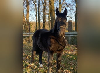 Noriker, Wallach, 1 Jahr, Rappe