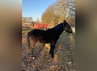 Noriker, Wallach, 1 Jahr, Rappe