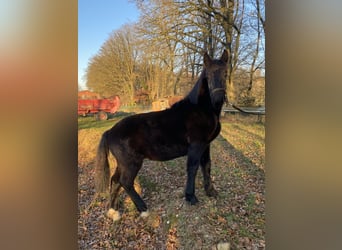 Noriker, Wallach, 1 Jahr, Rappe