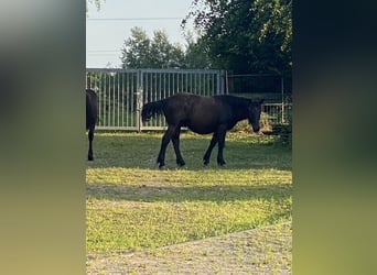 Noriker, Wallach, 1 Jahr, Rappe