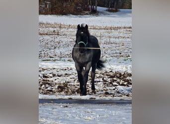 Noriker, Wallach, 2 Jahre, 150 cm, Blauschimmel