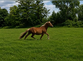 Noriker, Wallach, 2 Jahre, 150 cm, Fuchs