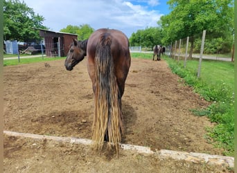 Noriker, Wallach, 2 Jahre, 153 cm, Rappe