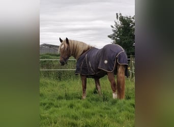 Noriker, Wallach, 2 Jahre, 155 cm, Dunkelfuchs