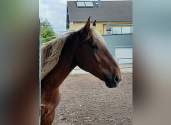 Noriker, Wallach, 2 Jahre, 160 cm, Fuchs