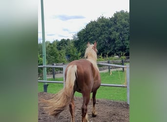 Noriker, Wallach, 2 Jahre, 160 cm, Fuchs