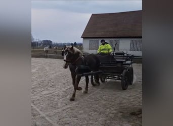 Noriker, Wallach, 2 Jahre, 162 cm, Dunkelfuchs