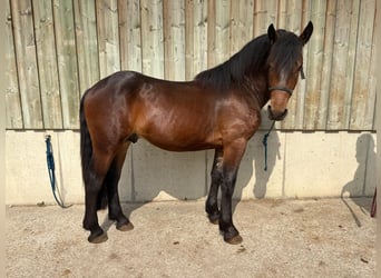 Noriker, Wallach, 2 Jahre, Brauner