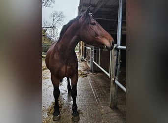 Noriker, Wallach, 2 Jahre