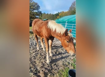 Noriker, Wallach, 2 Jahre, Fuchs