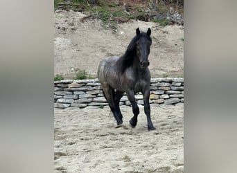 Noriker, Wallach, 2 Jahre, Roan-Blue