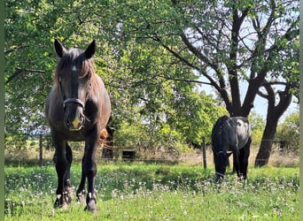 Noriker, Wallach, 3 Jahre, 153 cm, Rappe