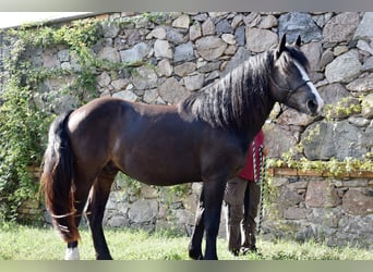 Noriker, Wallach, 3 Jahre, 155 cm, Dunkelbrauner