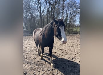 Noriker, Wallach, 3 Jahre, 155 cm, Rappe