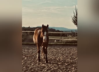 Noriker, Wallach, 3 Jahre, 160 cm, Brauner